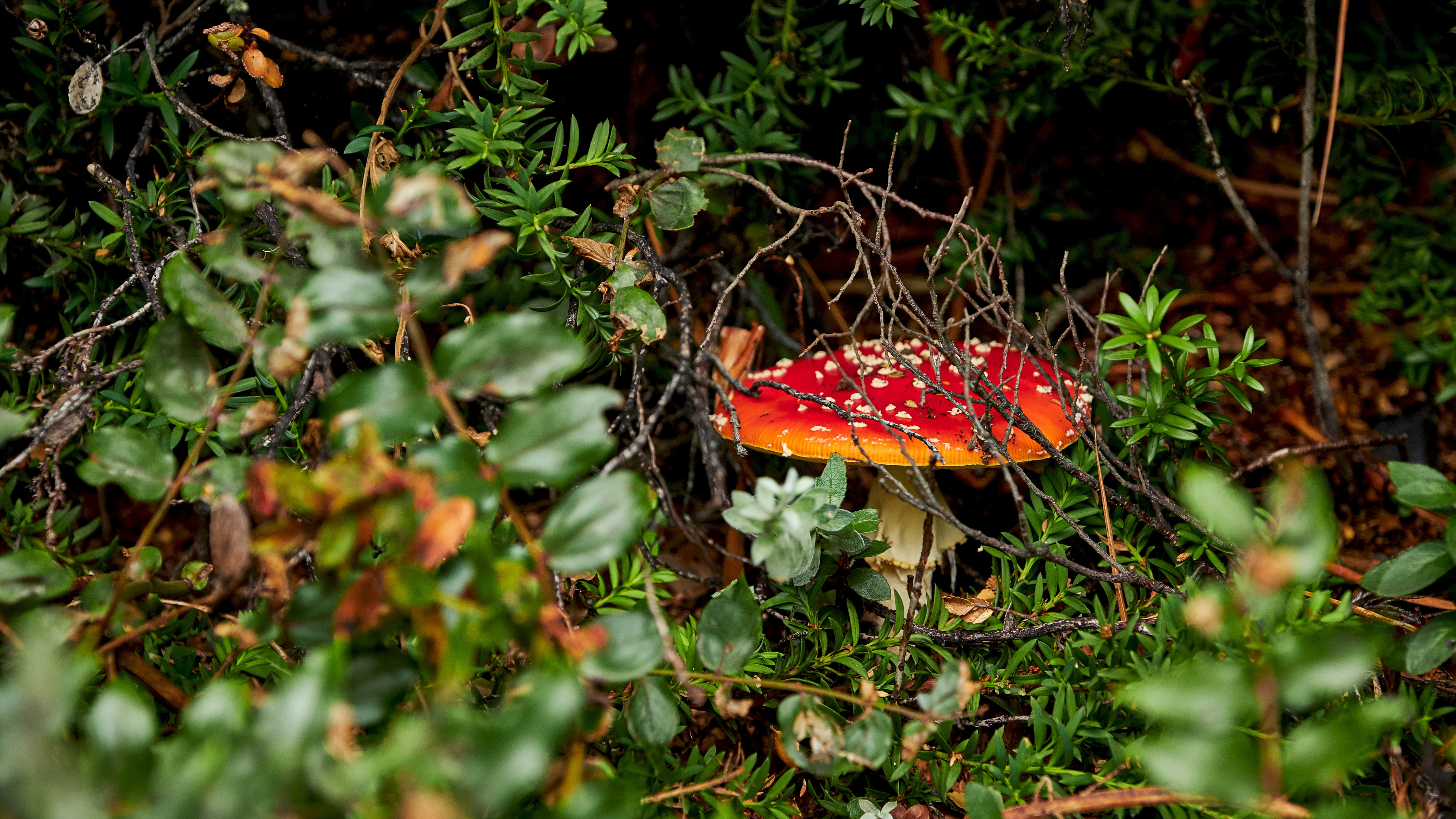 Обои Агарикомицеты, мухомор, природный ландшафт, лекарственный гриб, лист в разрешении 3840x2160
