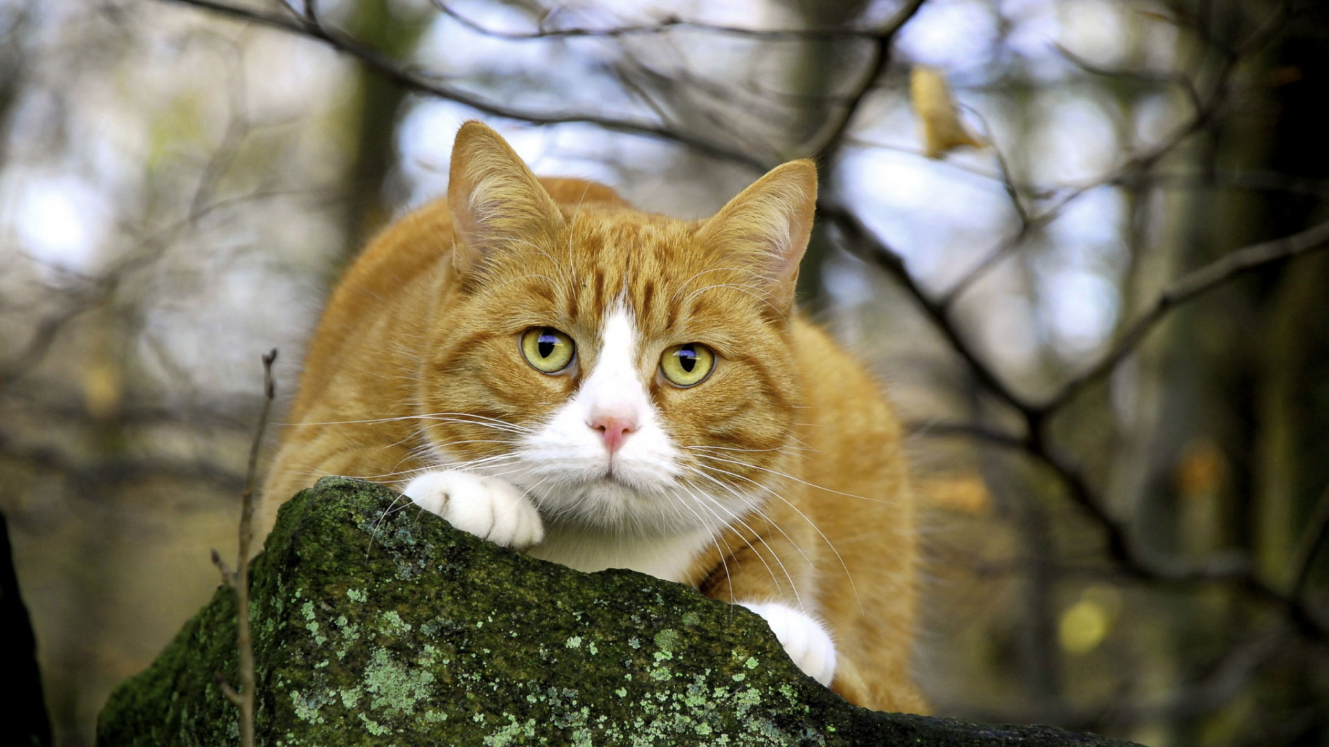 Обои кот, бакенбарды, полосатый кот, ветеринарный врач, кошачьих в разрешении 1920x1080