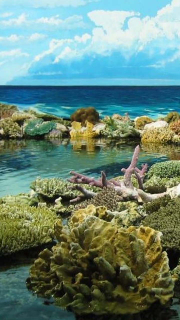 Обои большой барьерный риф, коралловый риф, риф, берег, море в разрешении 720x1280