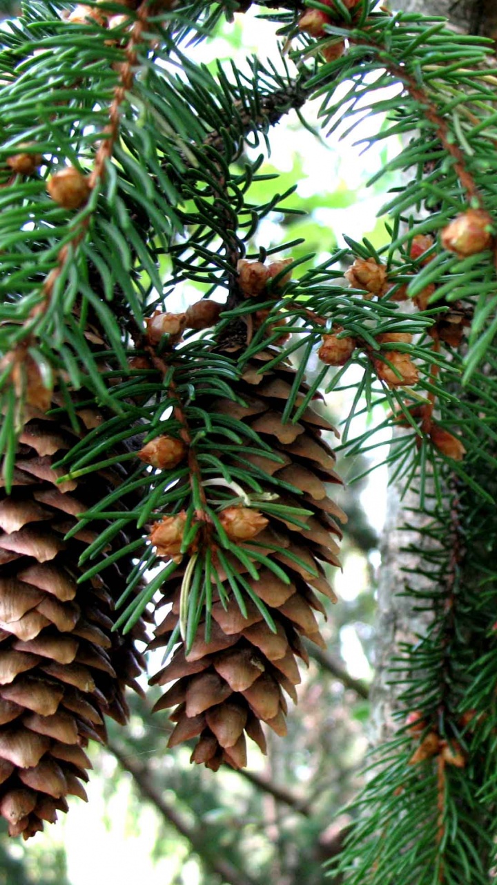 Обои Хвойные, дерево, сосна, рассада, семейства сосновых в разрешении 720x1280