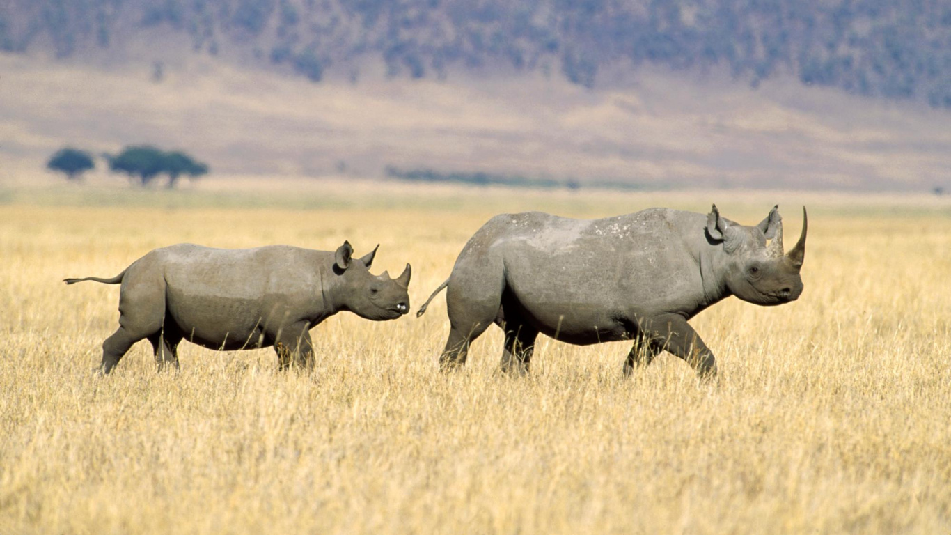 Обои сафари, национальный парк, носорог, наземные животные, белый носорог в разрешении 1366x768