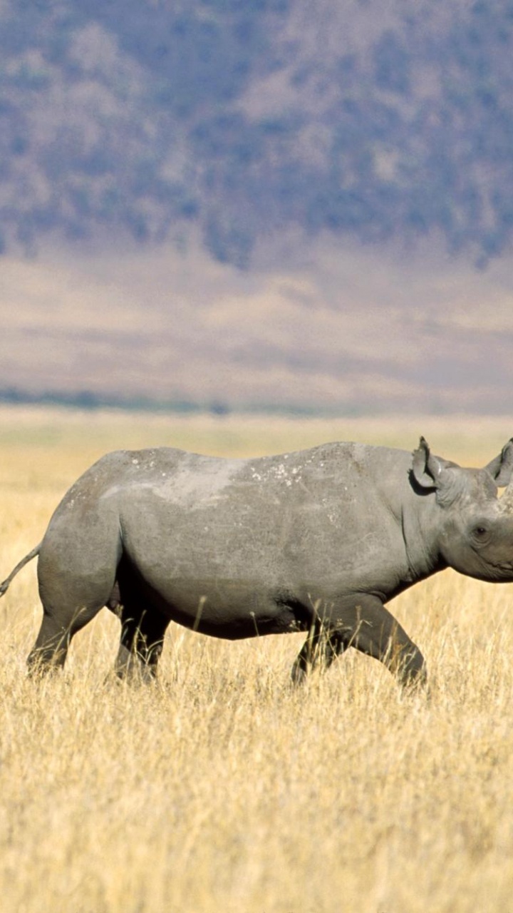 Обои сафари, национальный парк, носорог, наземные животные, белый носорог в разрешении 720x1280