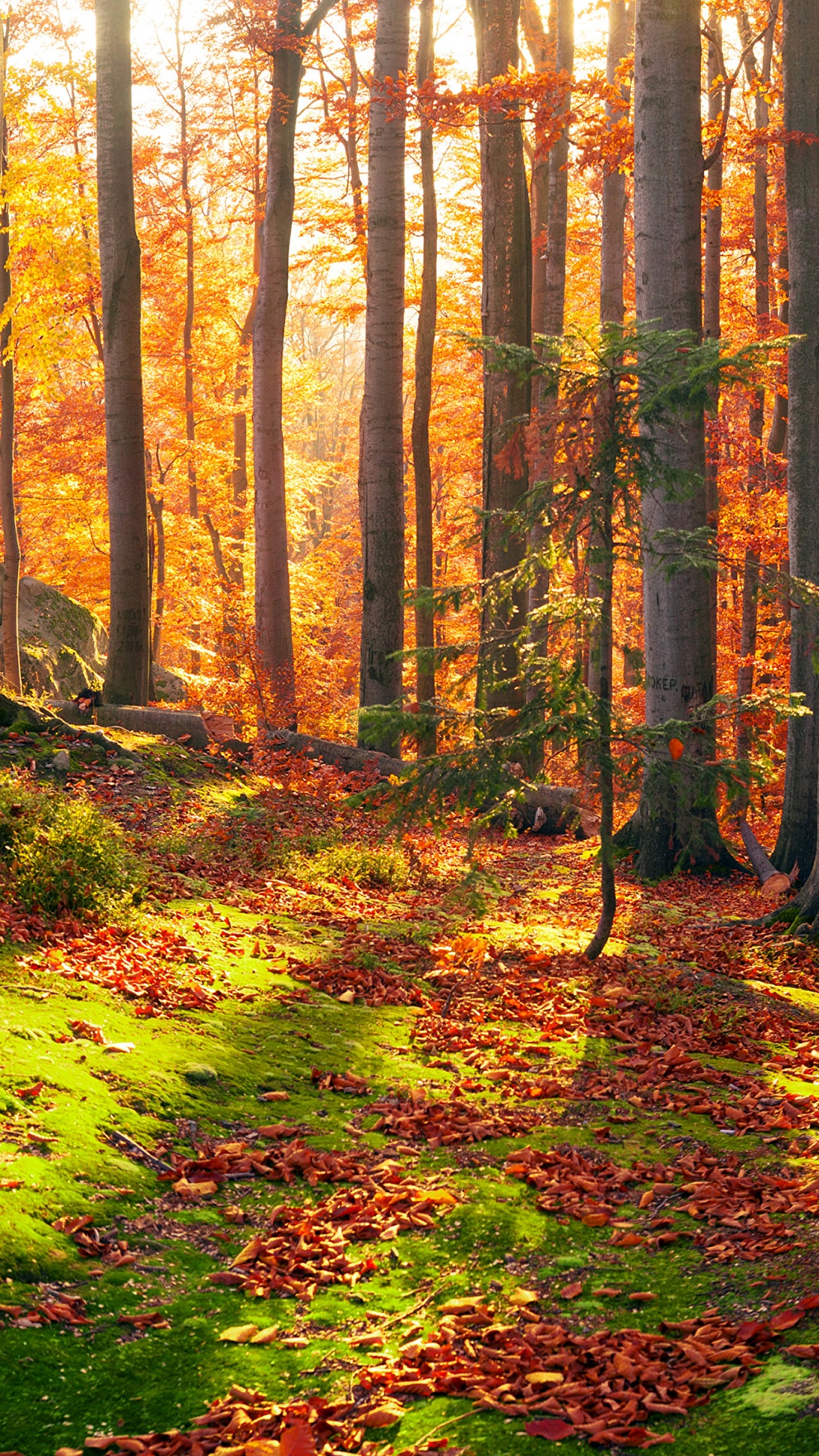 Обои природа, лес, лесистая местность, листопадные, роща в разрешении 1080x1920