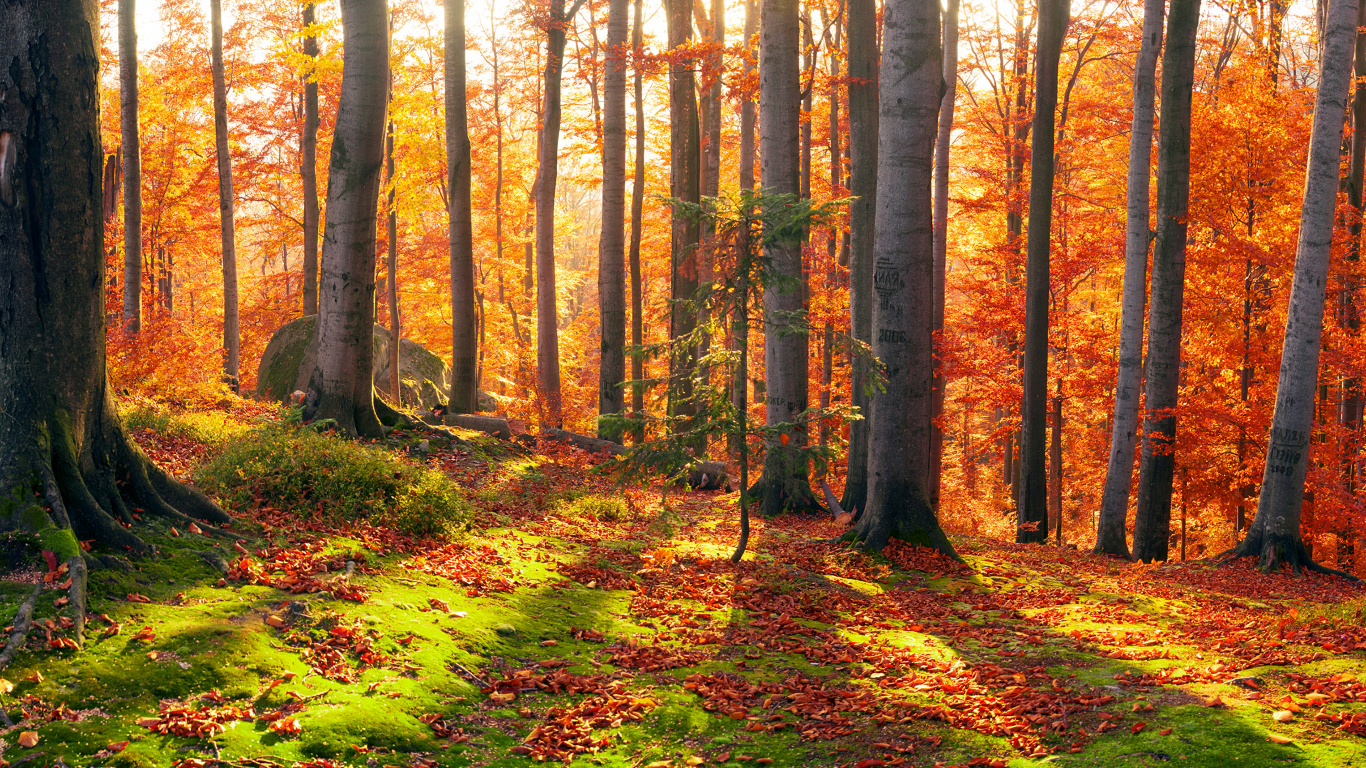 Обои природа, лес, лесистая местность, листопадные, роща в разрешении 1366x768