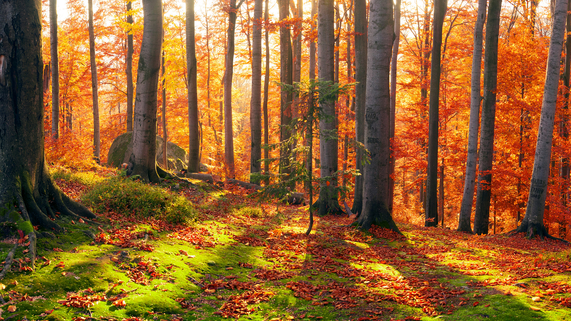 Обои природа, лес, лесистая местность, листопадные, роща в разрешении 1920x1080