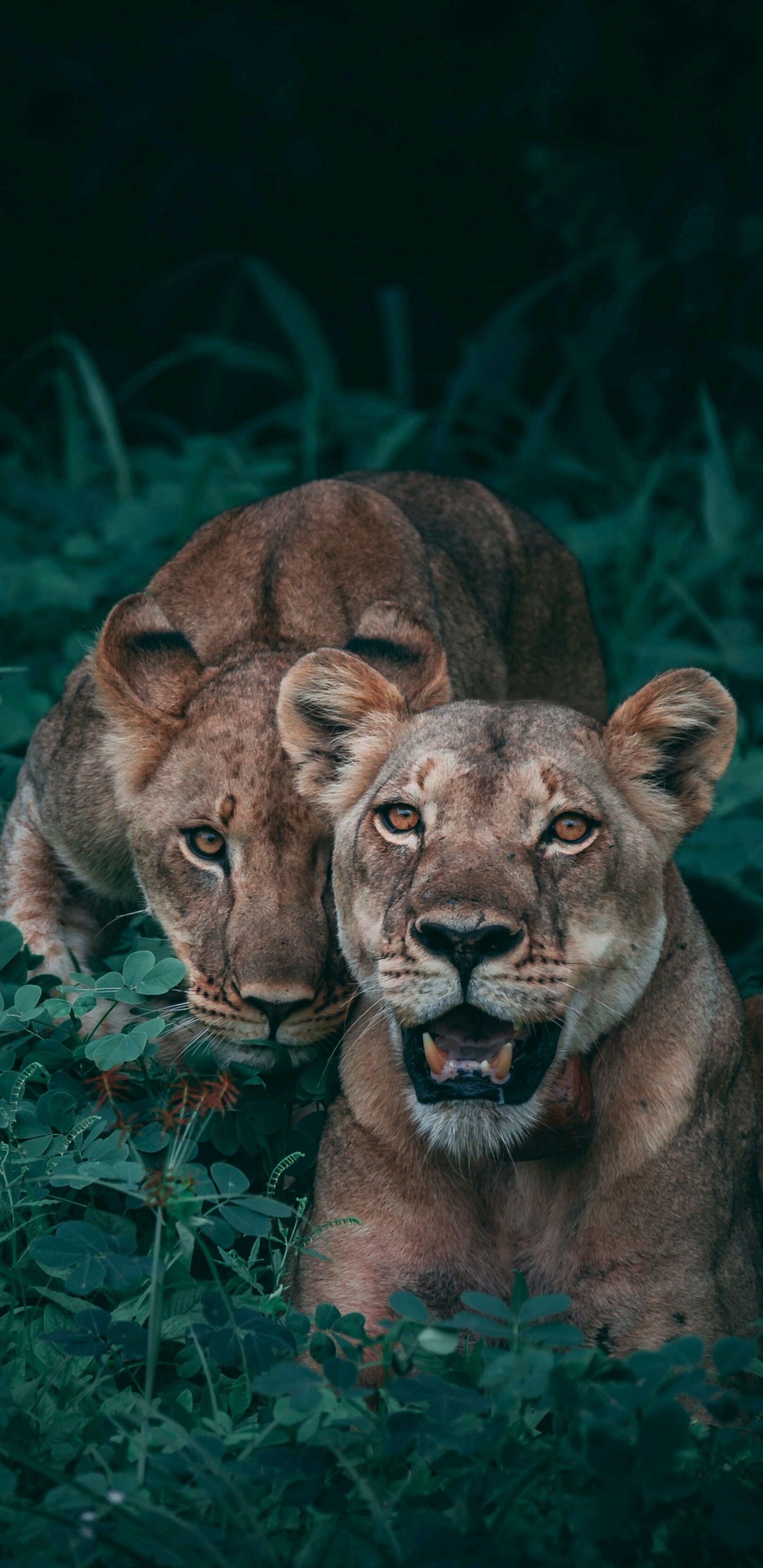 Обои Лев, живая природа, кошачьих, наземные животные, морда в разрешении 1440x2960