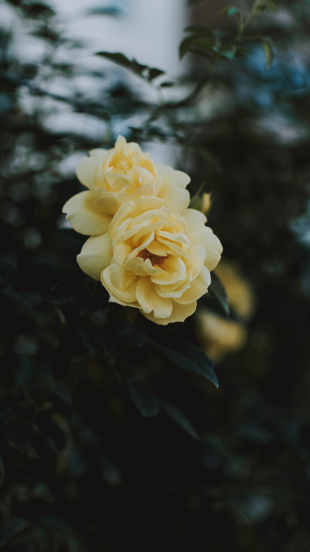 Обои Джулия Чайлд Роза, цветок, Роза, лепесток, желтый в разрешении 1080x1920