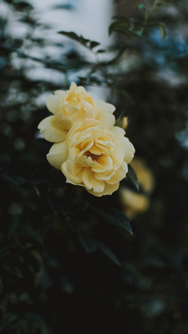 Обои Джулия Чайлд Роза, цветок, Роза, лепесток, желтый в разрешении 720x1280