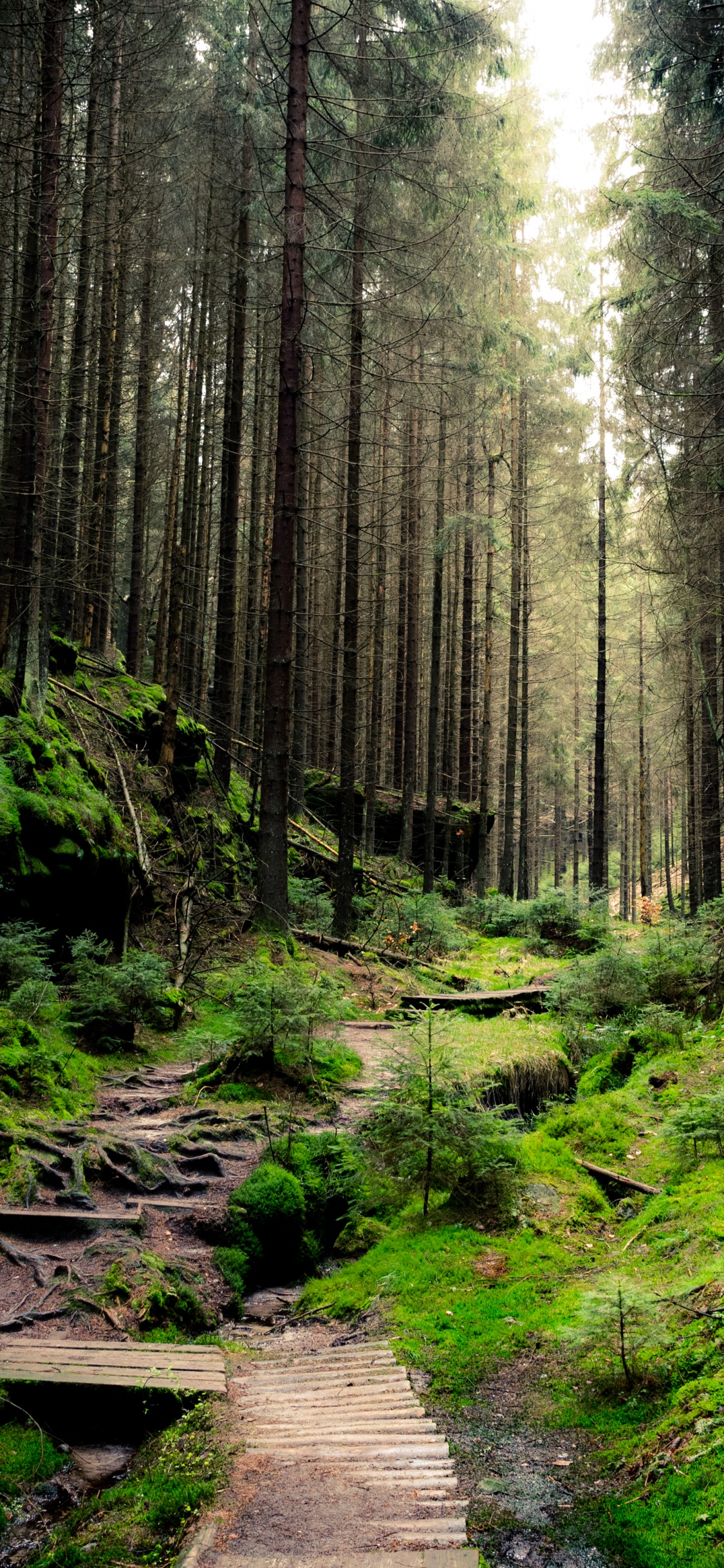 Обои лес, бумага, стена, дерево, природа в разрешении 1125x2436