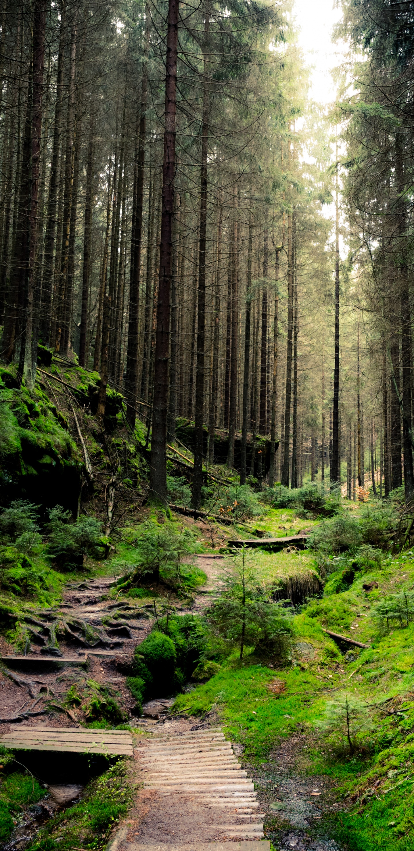 Обои лес, бумага, стена, дерево, природа в разрешении 1440x2960