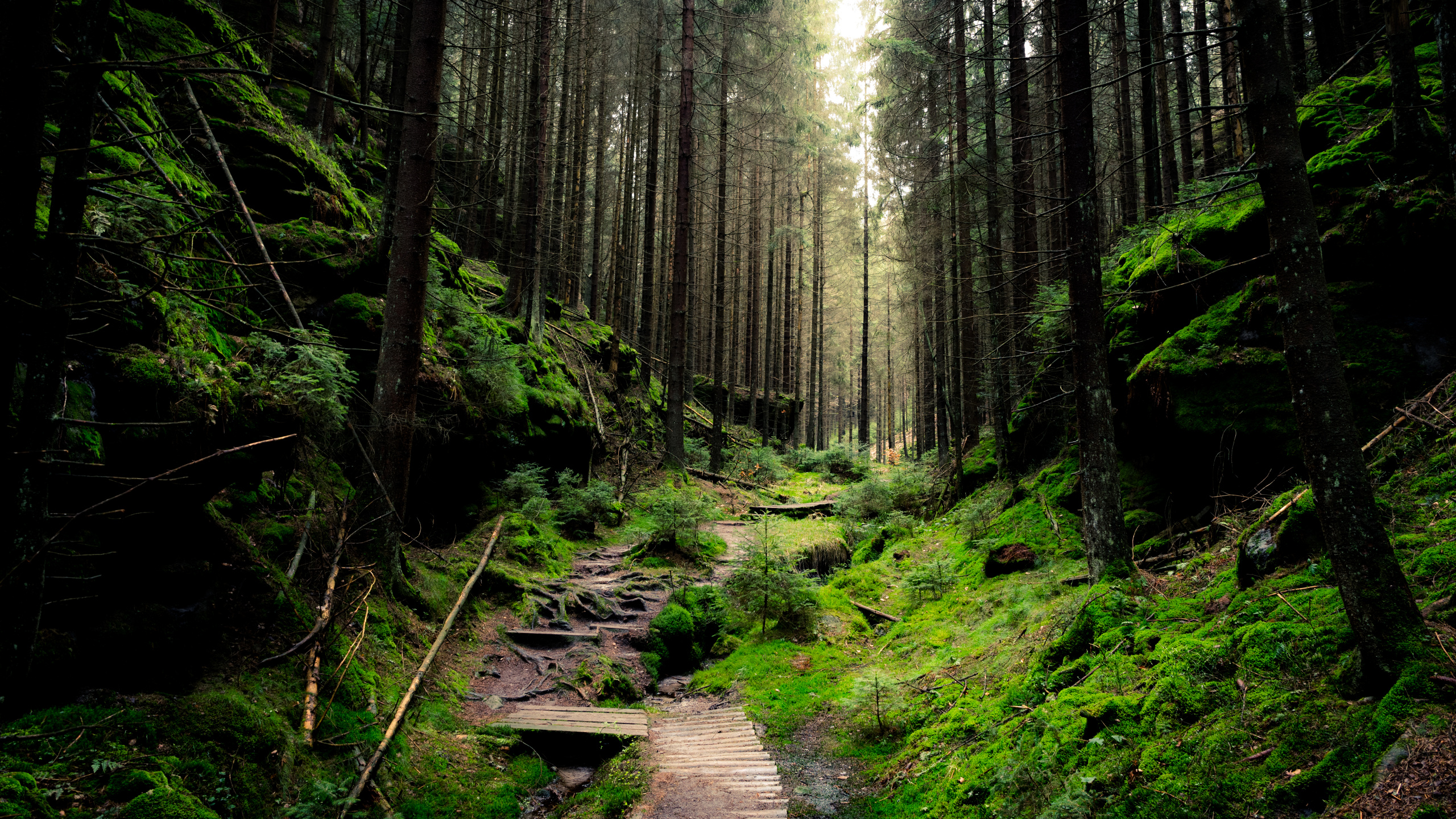 Обои лес, бумага, стена, дерево, природа в разрешении 2560x1440