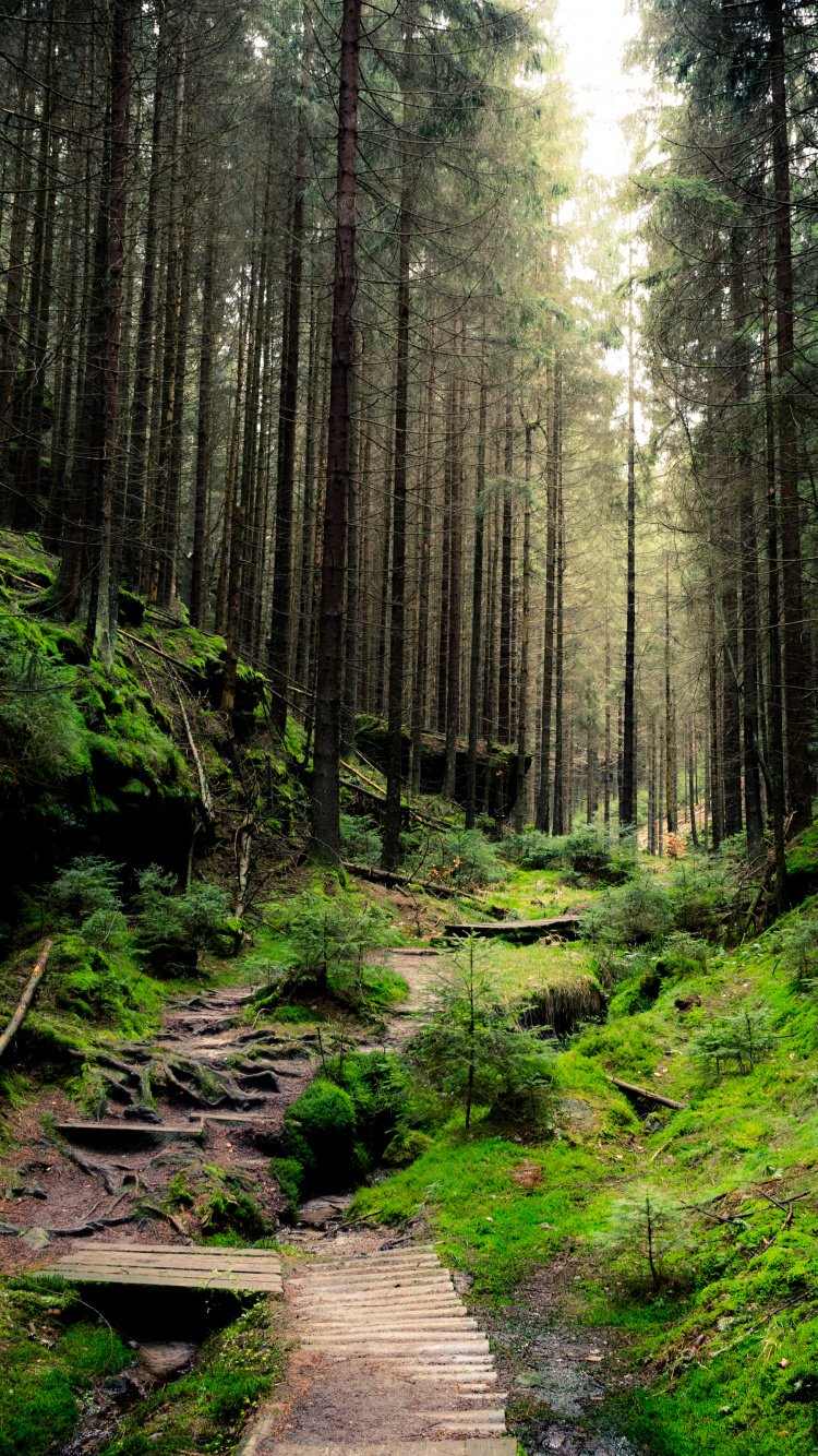 Обои лес, бумага, стена, дерево, природа в разрешении 750x1334