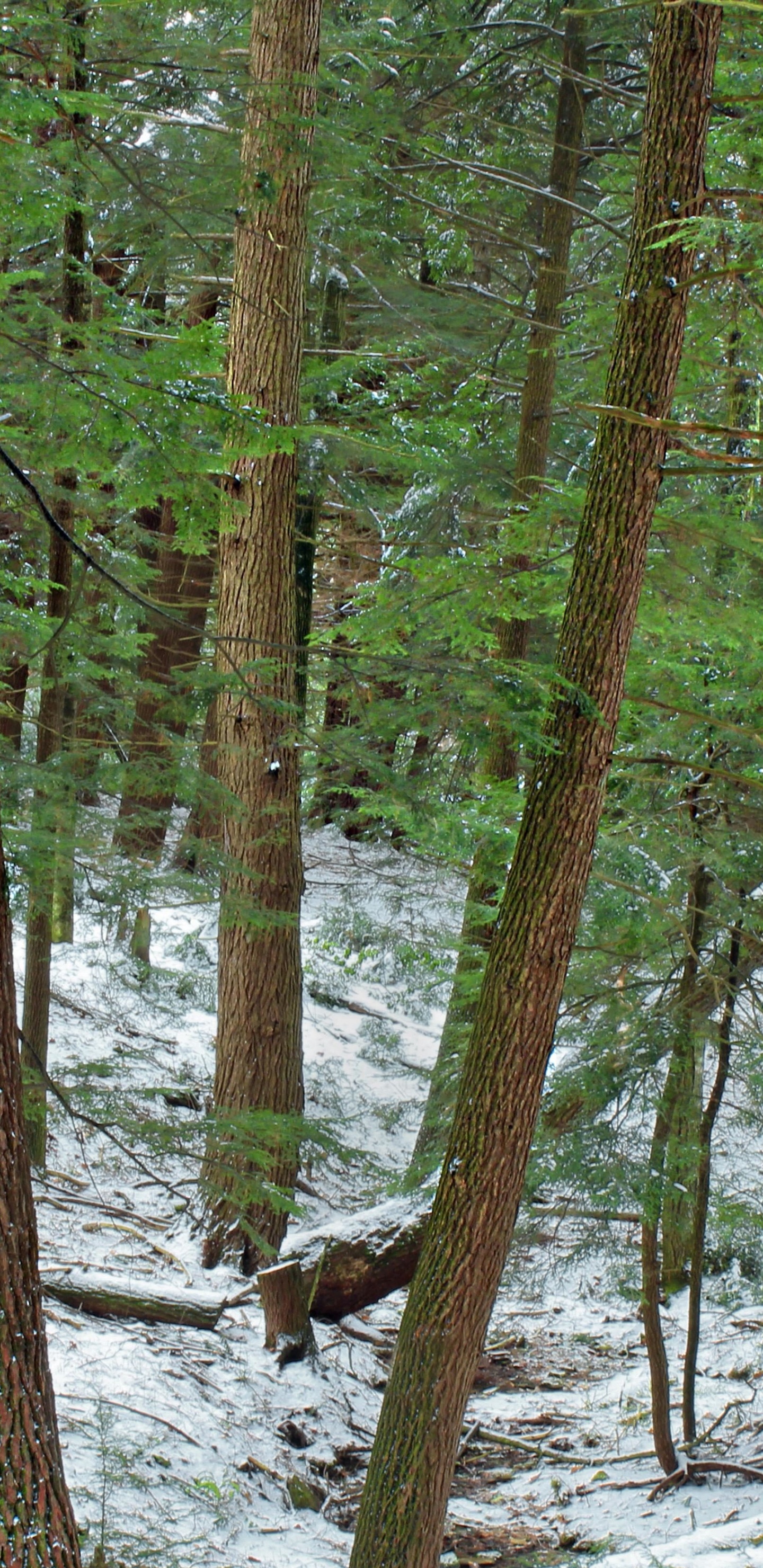 Обои лесистая местность, дерево, лес, роща, северный лиственный лес в разрешении 1440x2960