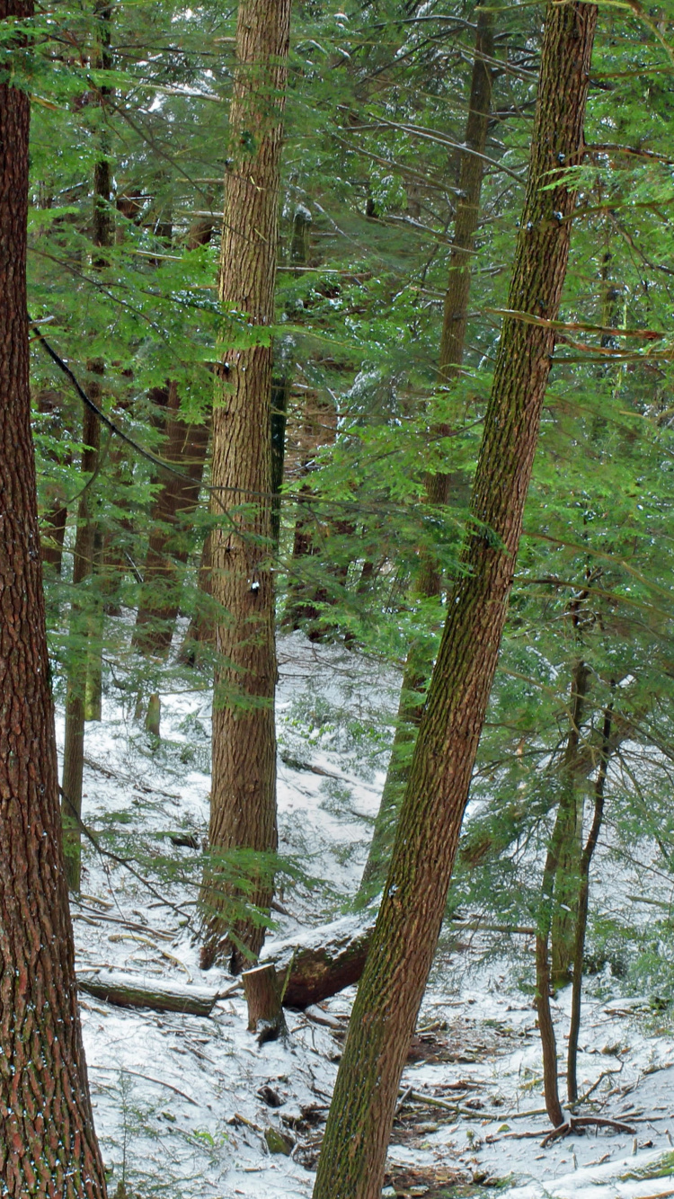 Обои лесистая местность, дерево, лес, роща, северный лиственный лес в разрешении 750x1334