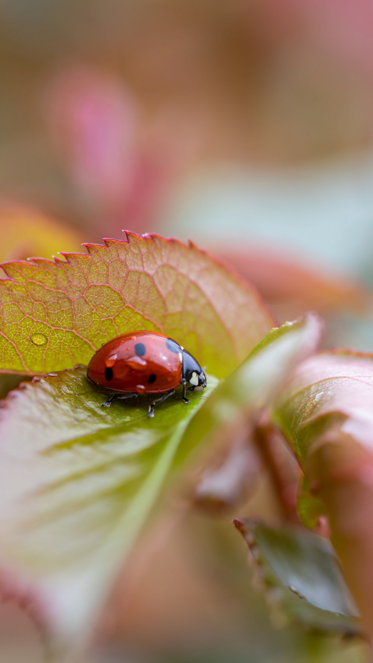 Обои вдохновляющее утро среды, Божья коровка, арт, утро, иллюстрация в разрешении 750x1334