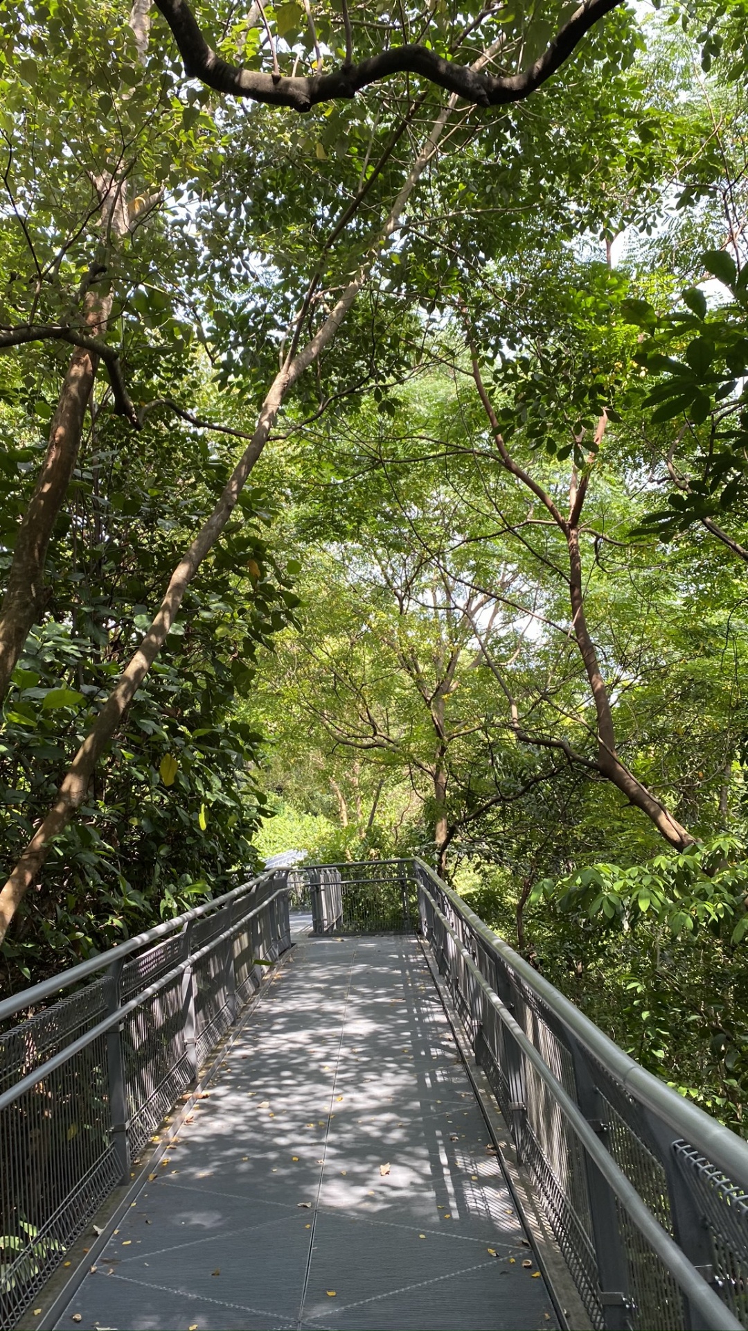 Обои дерево, мост, Канатный парк, лес, природный заповедник в разрешении 1080x1920