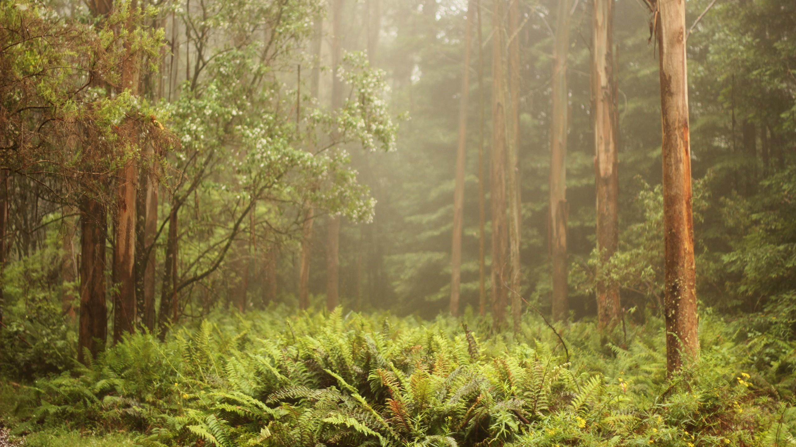 Обои лес, растительность, лесистая местность, старовозрастные леса, тропические леса в разрешении 2560x1440