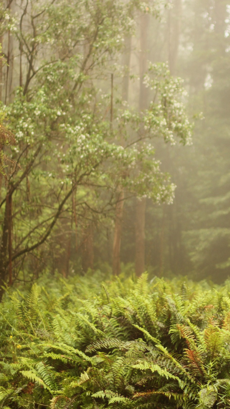 Обои лес, растительность, лесистая местность, старовозрастные леса, тропические леса в разрешении 750x1334