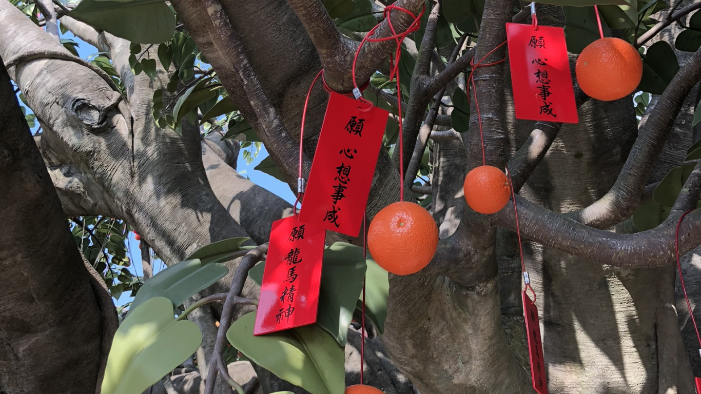 Обои Флора, фруктовое дерево, биология, наука, ветвь в разрешении 1366x768