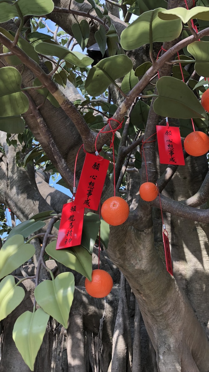 Обои Флора, фруктовое дерево, биология, наука, ветвь в разрешении 720x1280