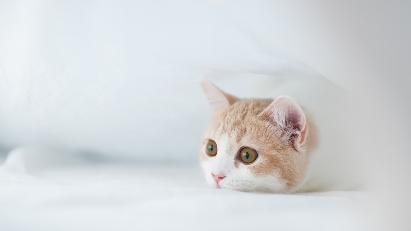 Обои котенок, привлекательность, мимишность в разрешении 1366x768