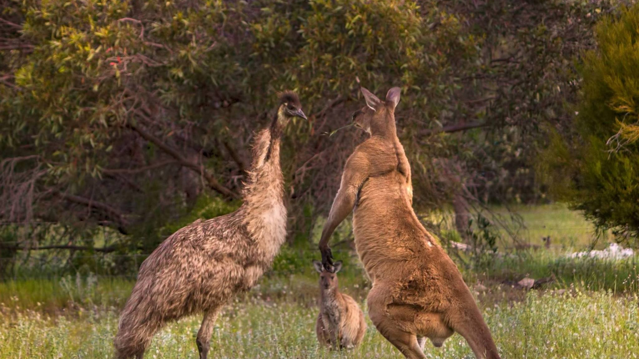 Обои Сумчатые, эму, красный кенгуру, живая природа, наземные животные в разрешении 1280x720