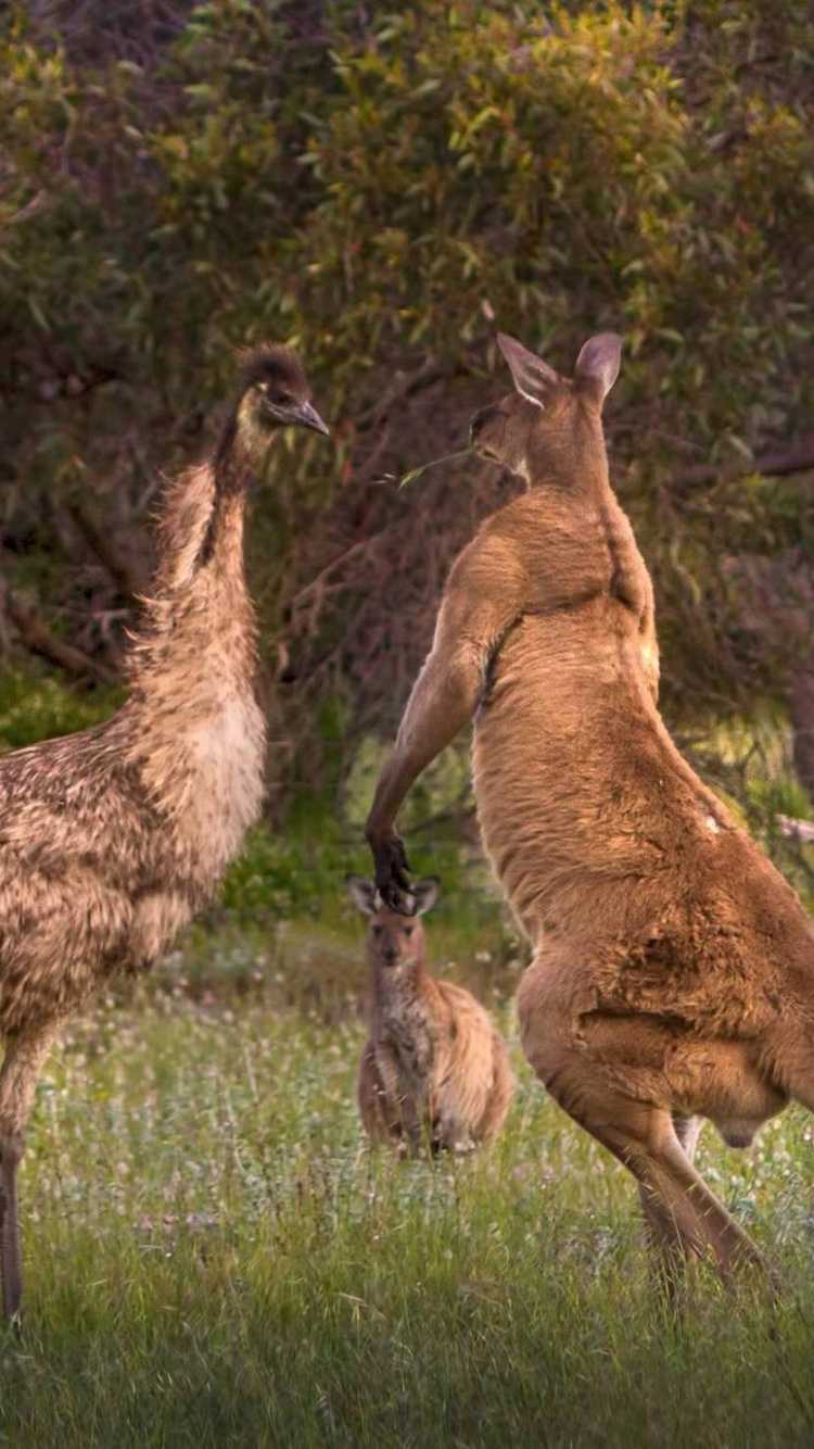 Обои Сумчатые, эму, красный кенгуру, живая природа, наземные животные в разрешении 750x1334