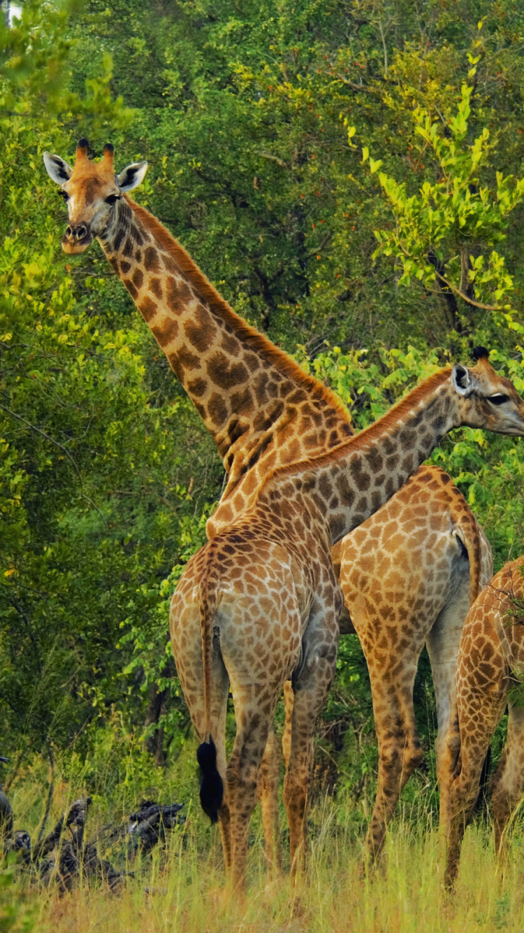 Обои Жираф, жирафовые, живая природа, наземные животные, природный заповедник в разрешении 750x1334