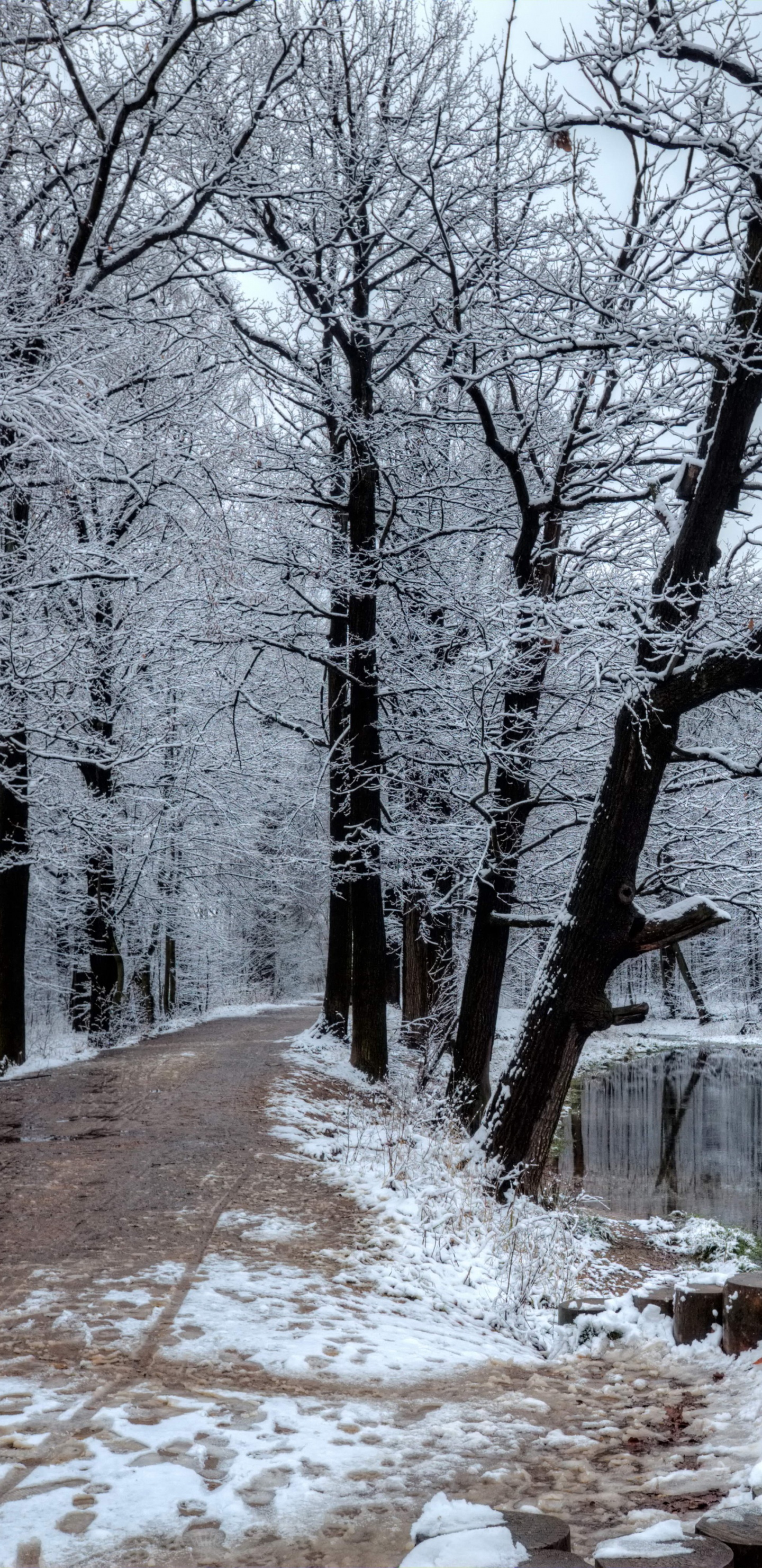 Обои фреска, зима, дерево, снег, природа в разрешении 1440x2960