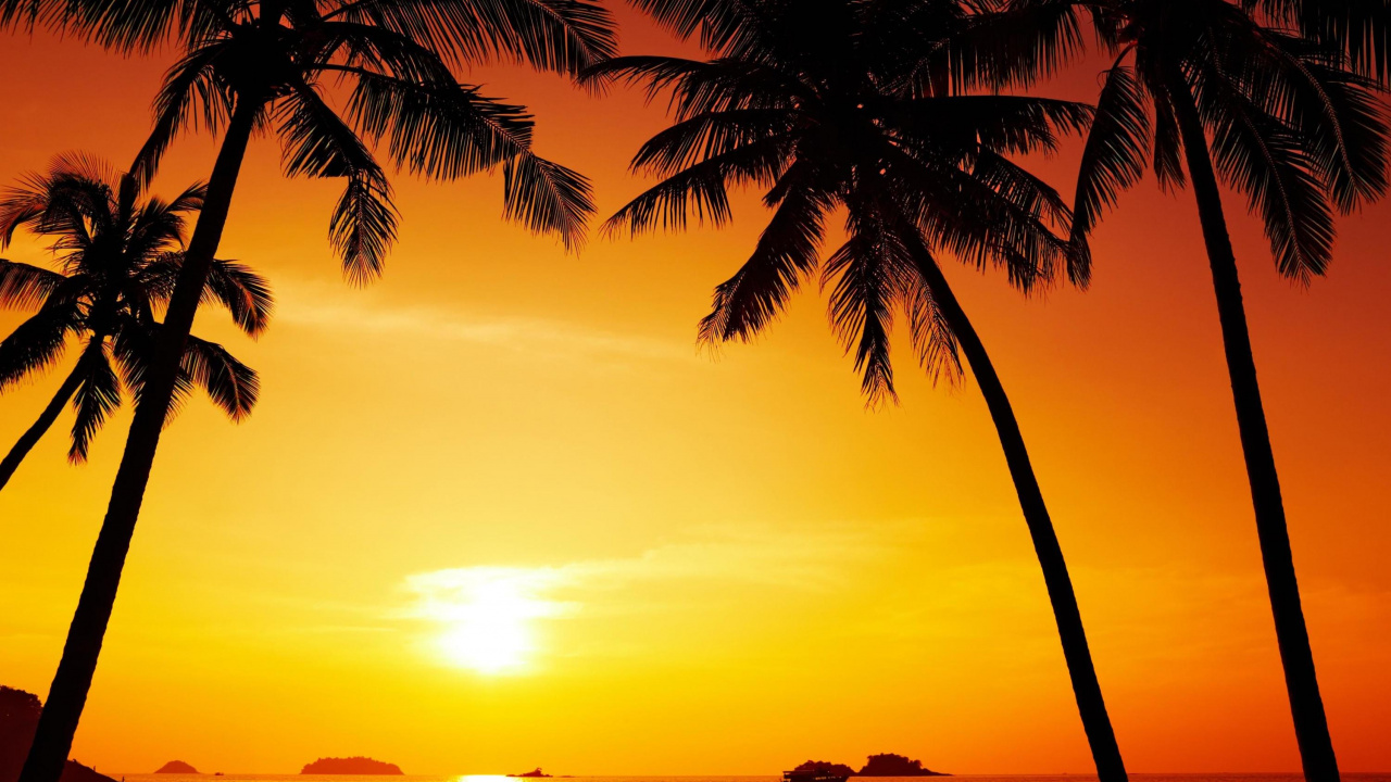 Обои закат, тропическая зона, Пальма, восход солнца, море в разрешении 1280x720