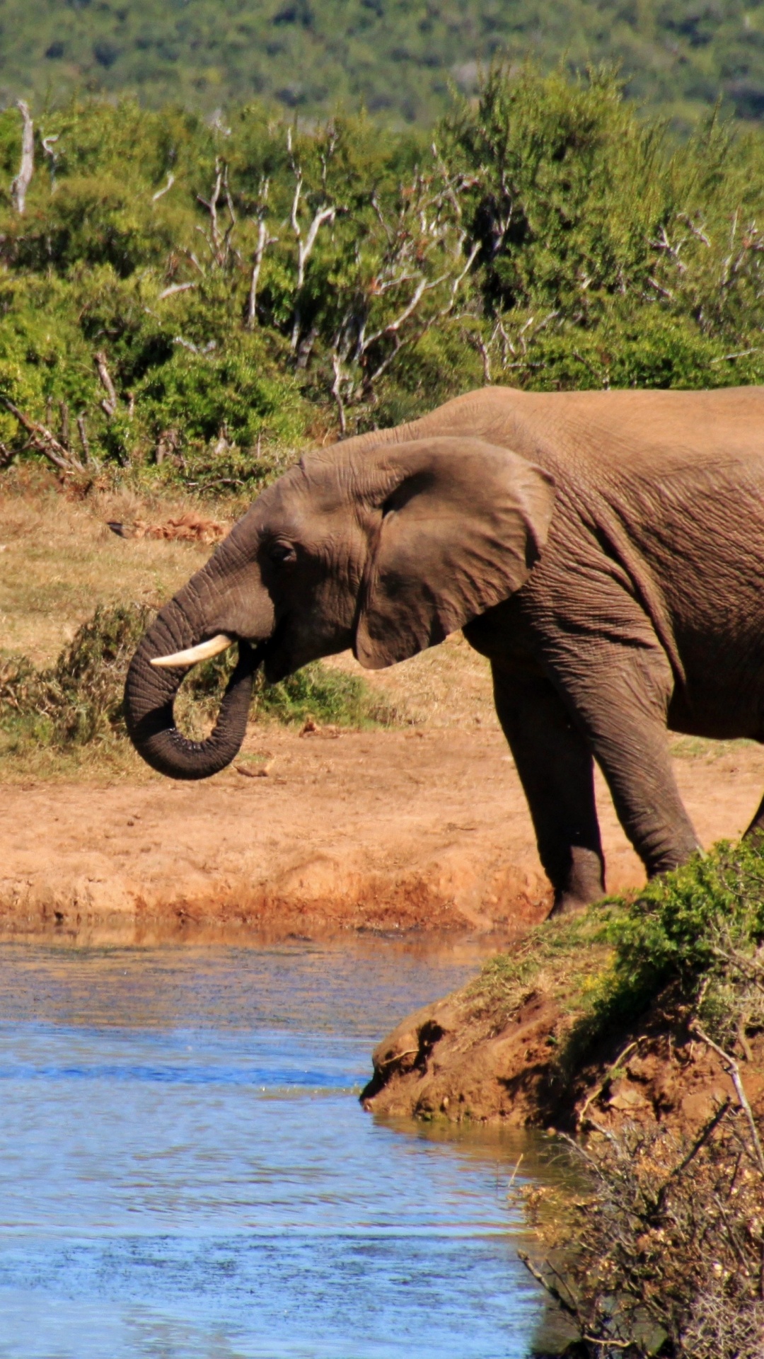 Обои Слон, живая природа, слоны и мамонты, наземные животные, африканский слон в разрешении 1080x1920