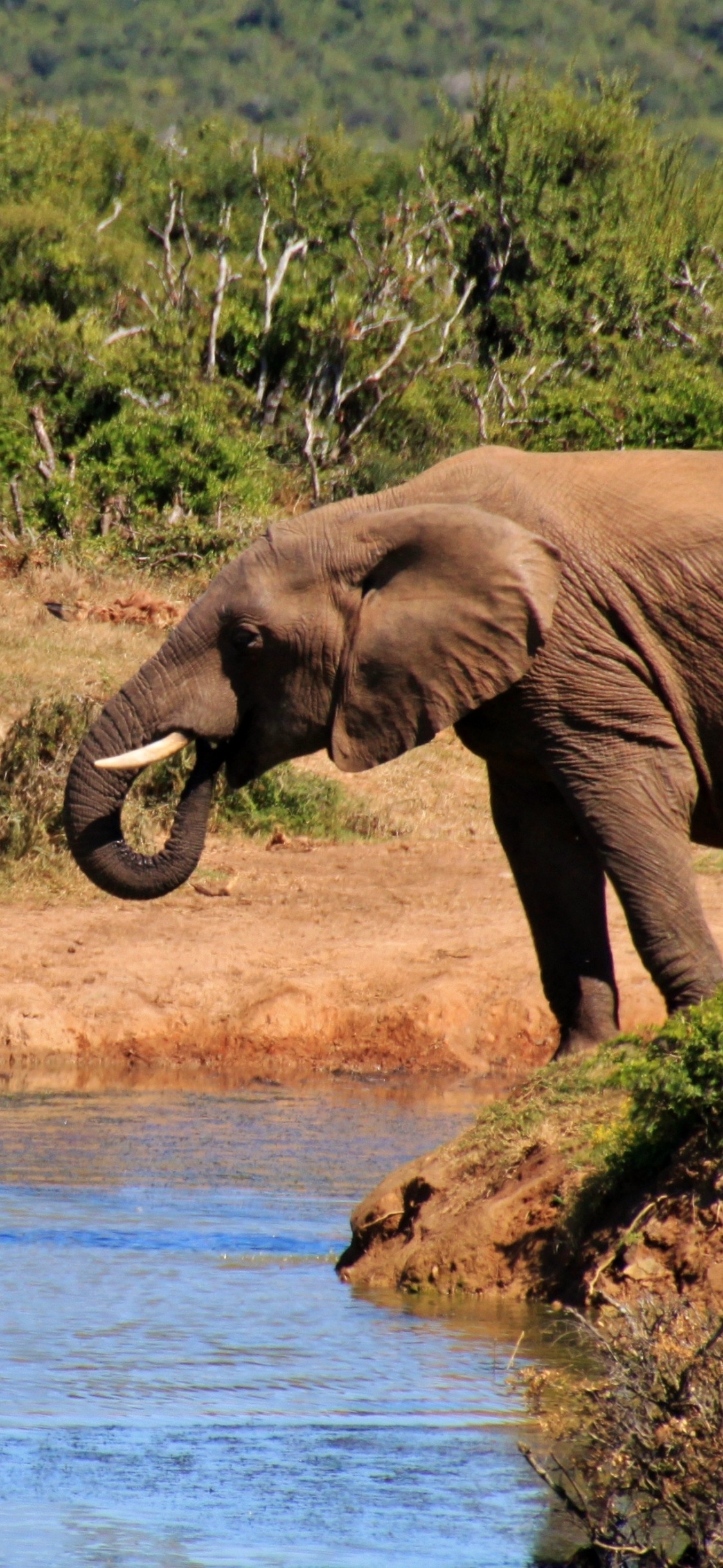 Обои Слон, живая природа, слоны и мамонты, наземные животные, африканский слон в разрешении 1125x2436