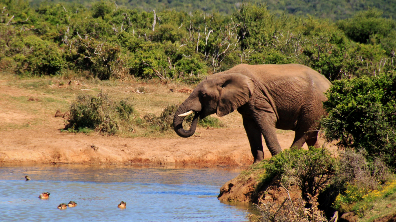 Обои Слон, живая природа, слоны и мамонты, наземные животные, африканский слон в разрешении 1366x768