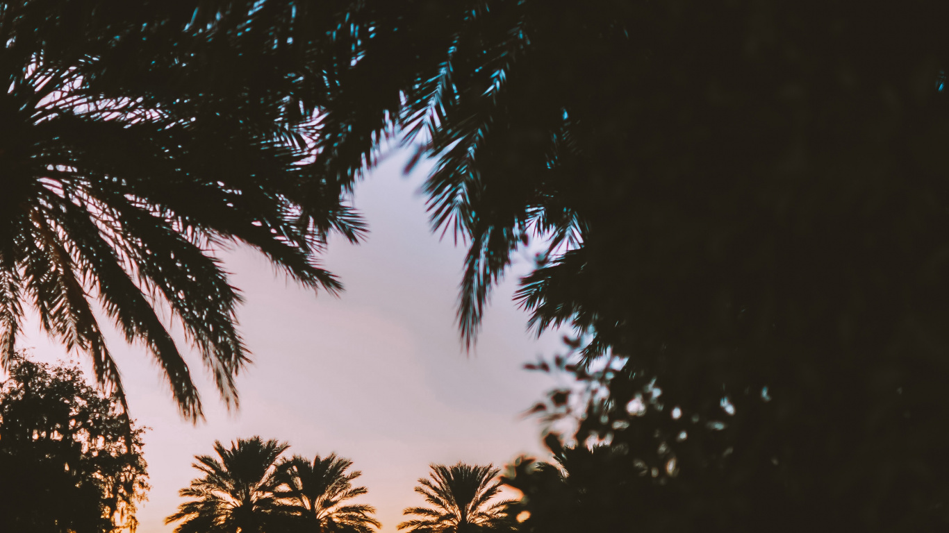 Обои пальмовые рощи, дерево, природа, Пальма, древесные растения в разрешении 1366x768