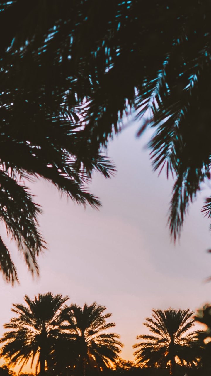 Обои пальмовые рощи, дерево, природа, Пальма, древесные растения в разрешении 720x1280