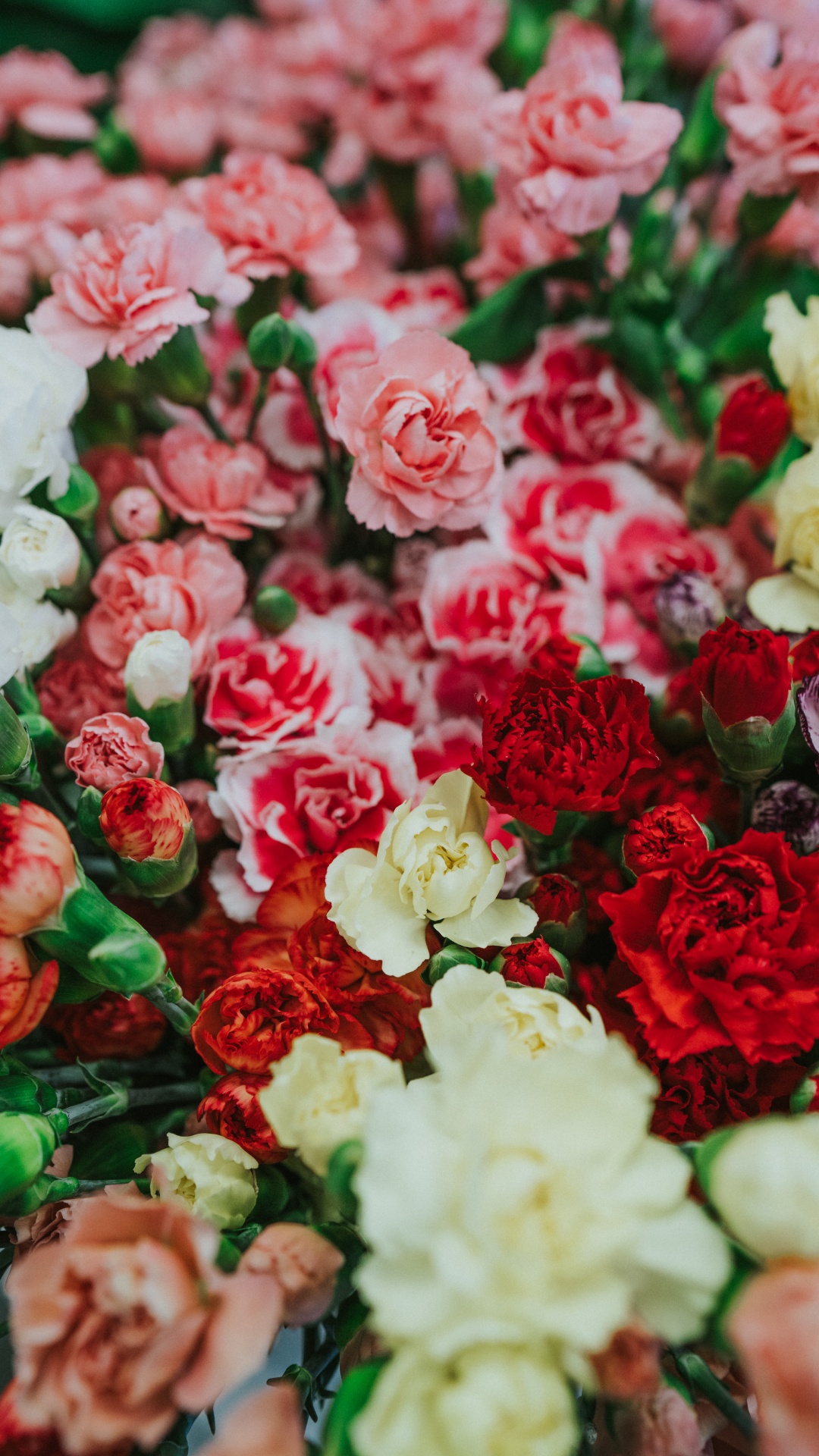 Обои цветок, срезанные цветы, сад роз, красный цвет, розовый в разрешении 1080x1920