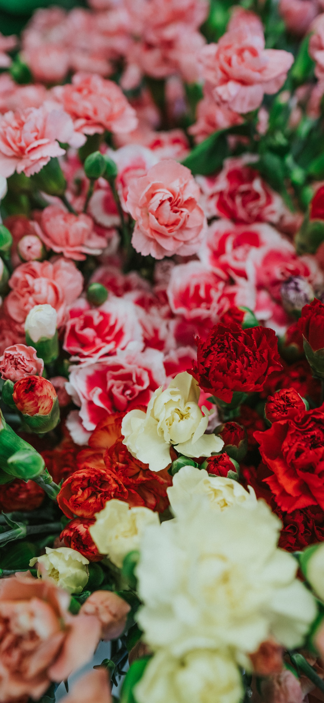 Обои цветок, срезанные цветы, сад роз, красный цвет, розовый в разрешении 1125x2436