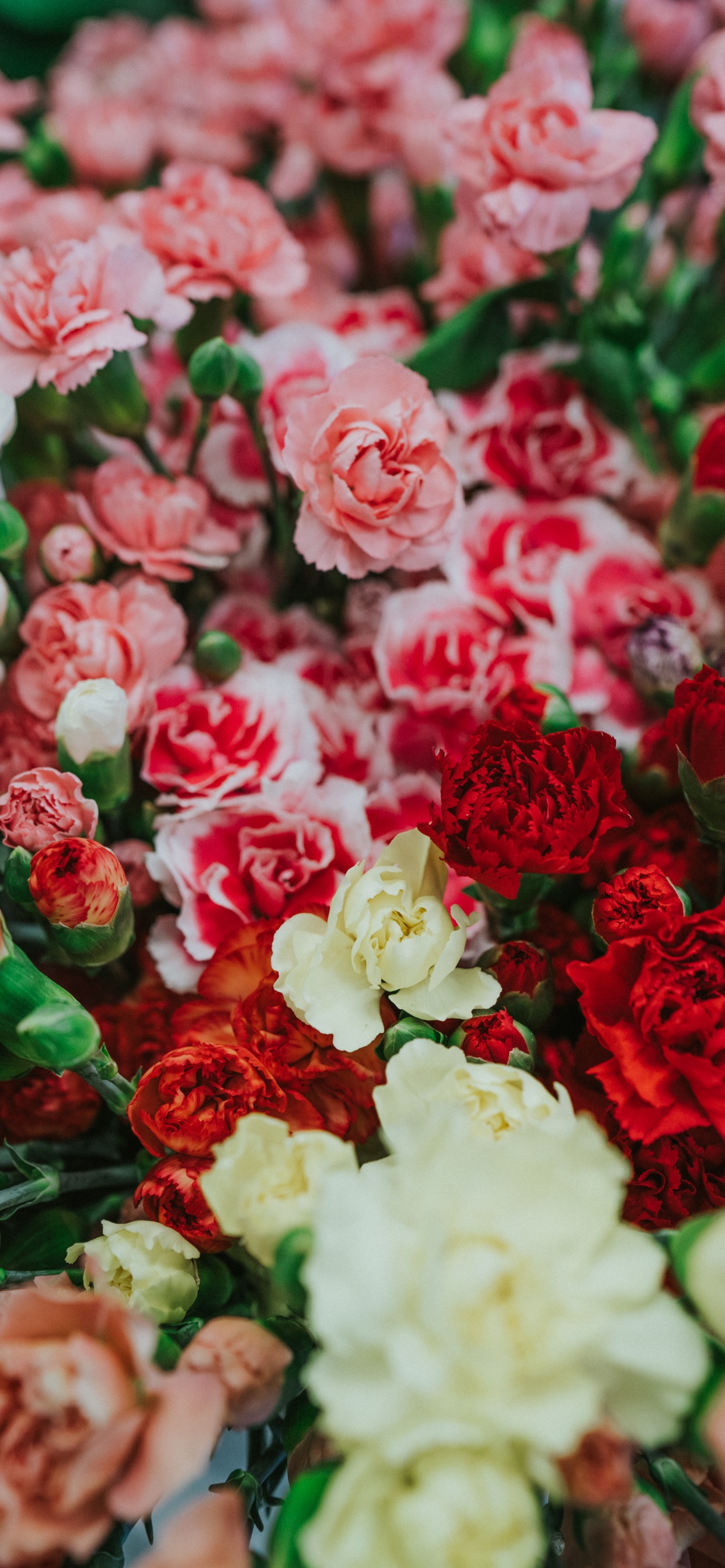 Обои цветок, срезанные цветы, сад роз, красный цвет, розовый в разрешении 1242x2688