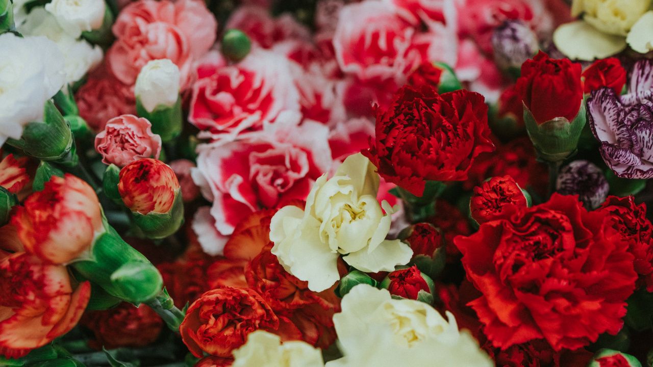 Обои цветок, срезанные цветы, сад роз, красный цвет, розовый в разрешении 1280x720