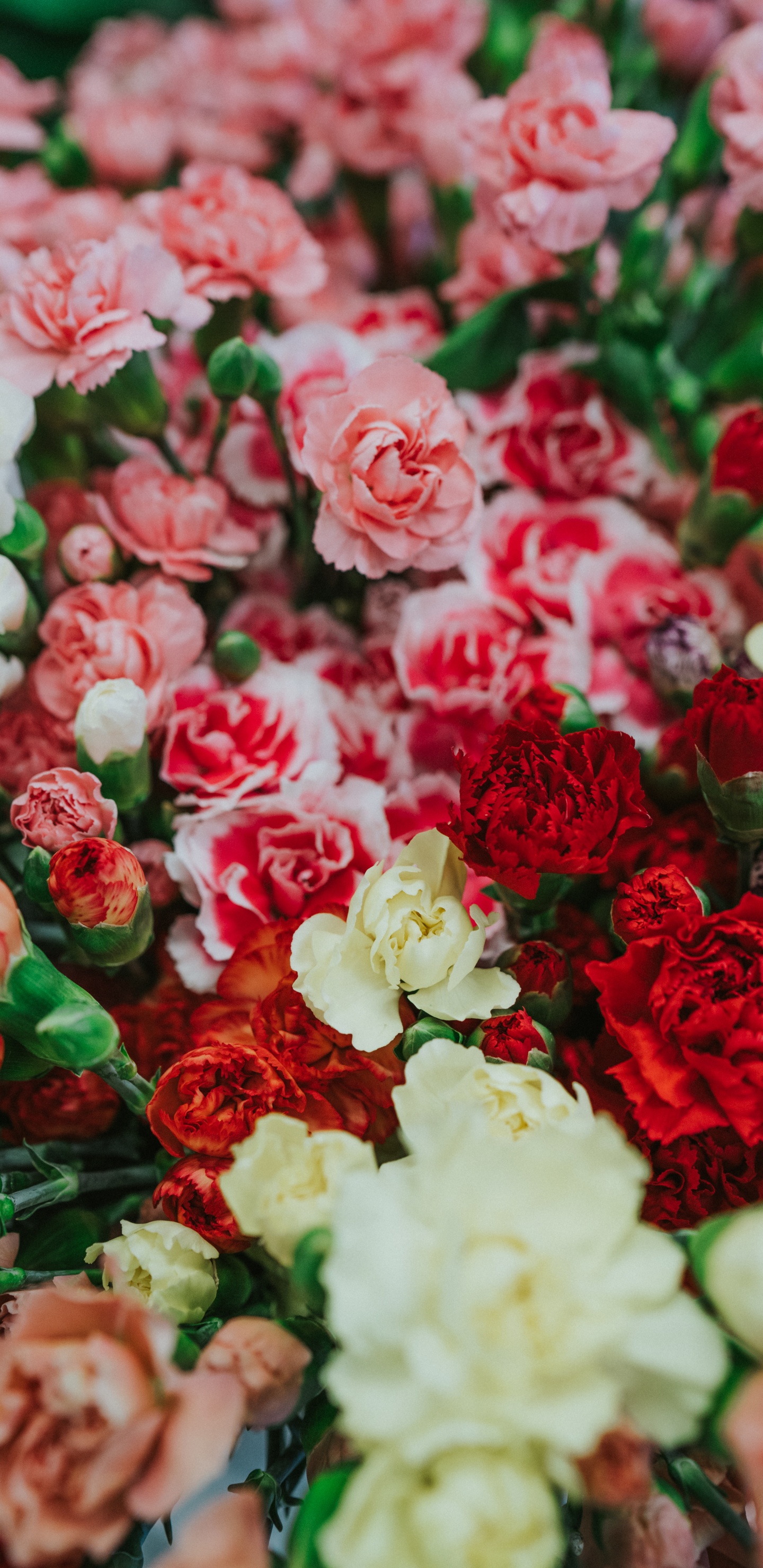 Обои цветок, срезанные цветы, сад роз, красный цвет, розовый в разрешении 1440x2960