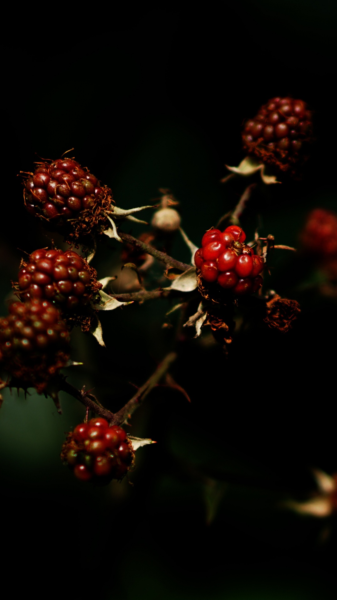 Обои фрукты, ягоды, зеленый, красный цвет, цветок в разрешении 1080x1920