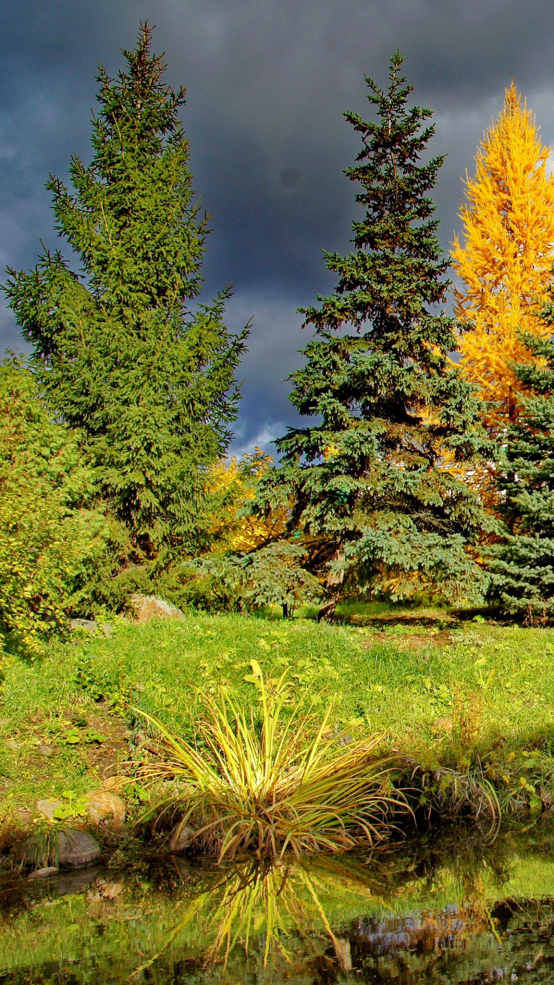 Обои природа, ель, дерево, растительность, биом в разрешении 1080x1920