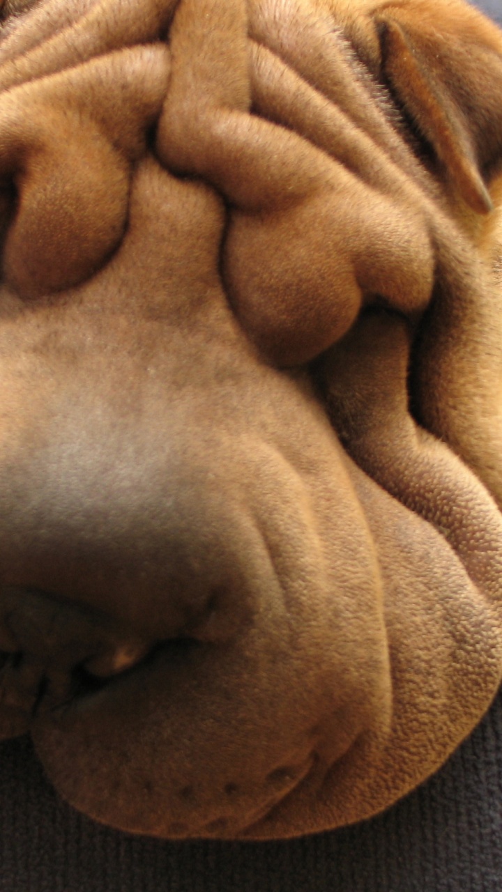 Обои шарпей, щенок, собака породы, морщинки, нос в разрешении 720x1280