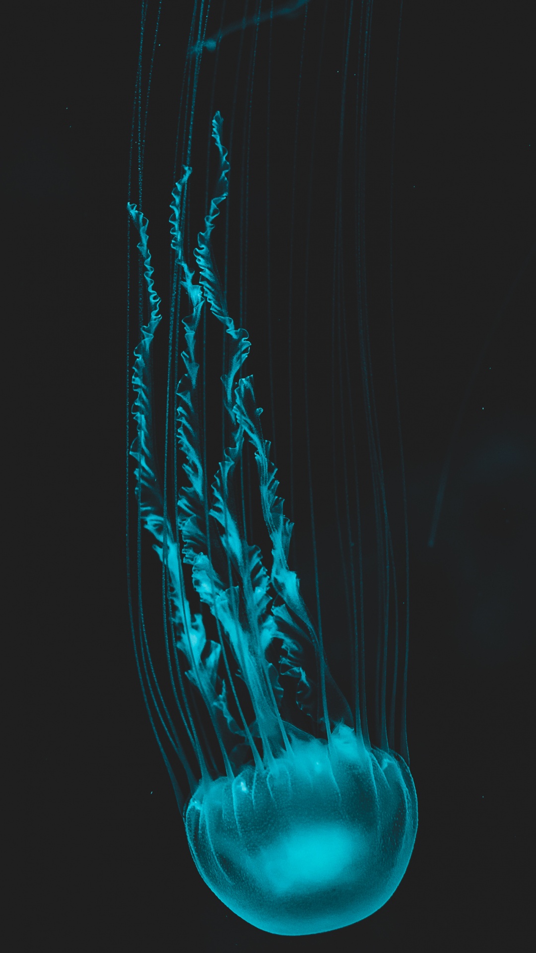 Обои Медуза, человеческое тело, жидкий, пасть, вода в разрешении 1080x1920