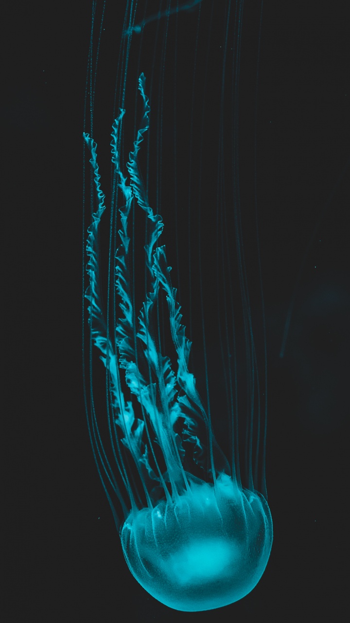 Обои Медуза, человеческое тело, жидкий, пасть, вода в разрешении 720x1280