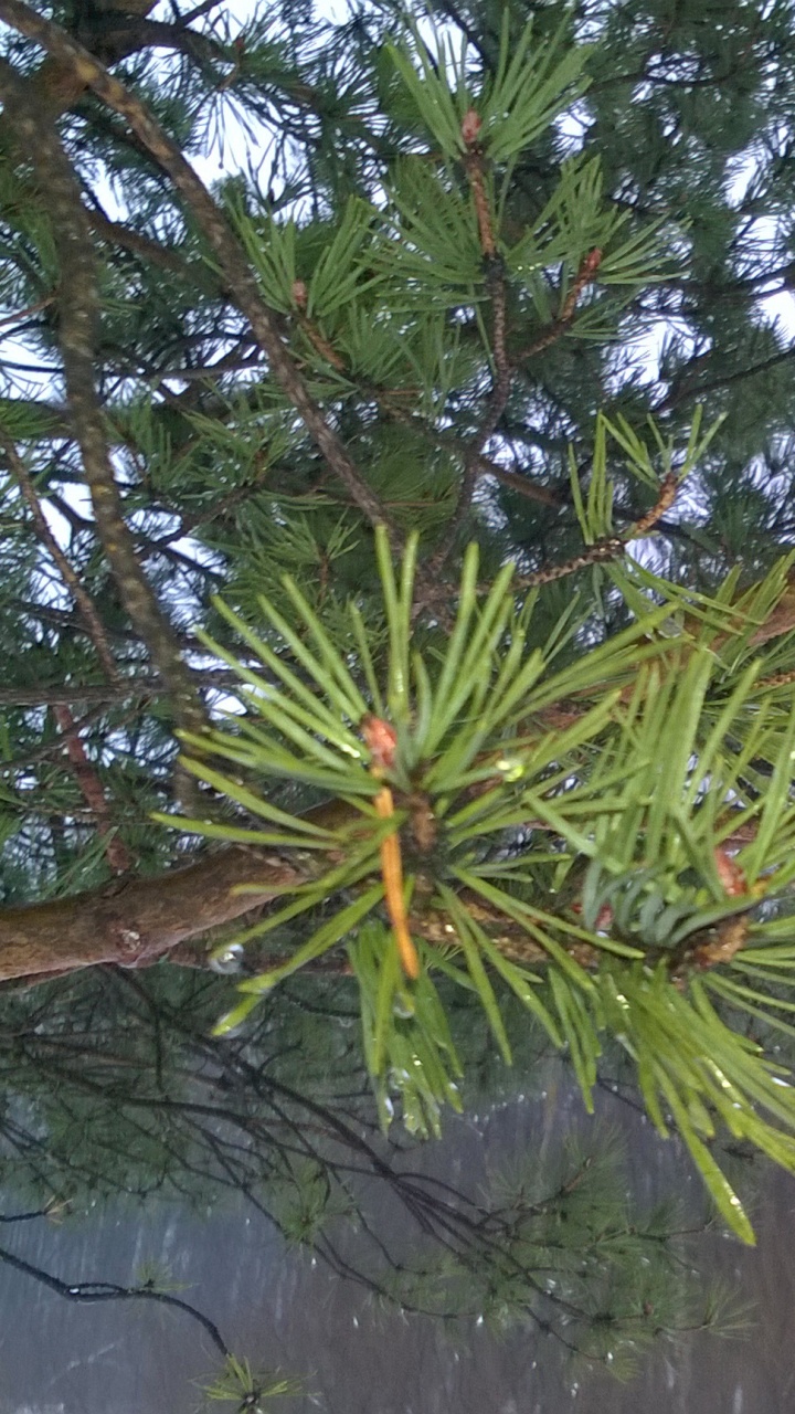 Обои растительность, Флора, биом, тропические леса, Хвойные в разрешении 720x1280