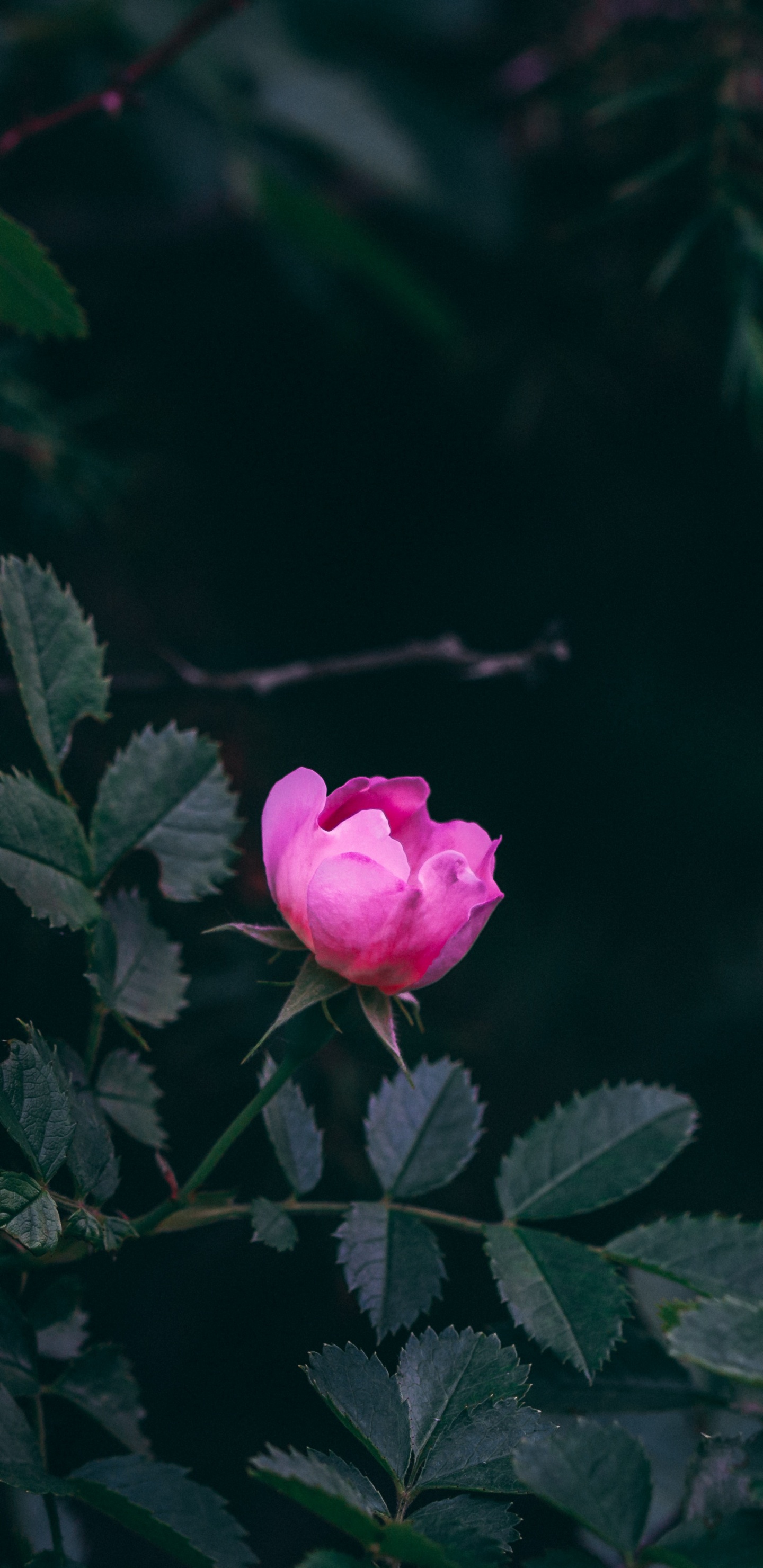 Обои цветок, Роза, розовый, красный цвет, лепесток в разрешении 1440x2960