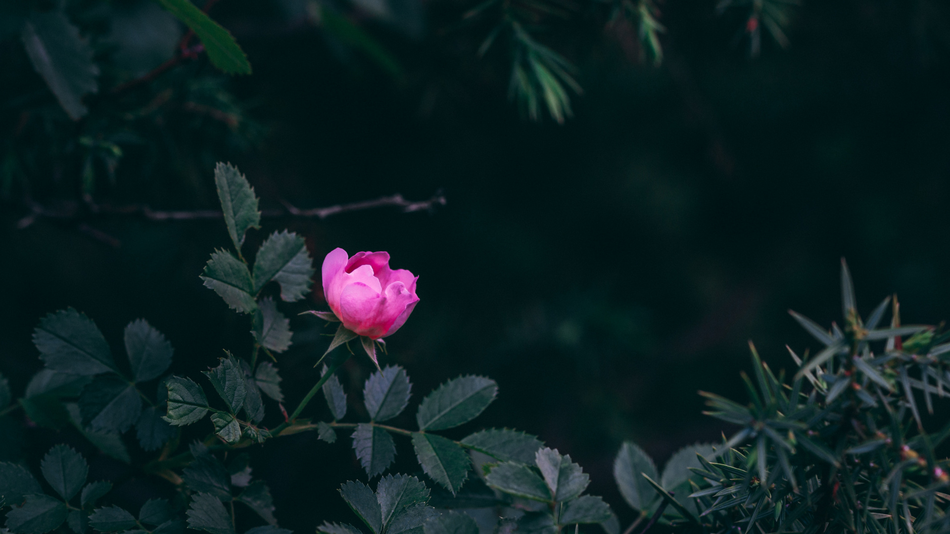 Обои цветок, Роза, розовый, красный цвет, лепесток в разрешении 1920x1080