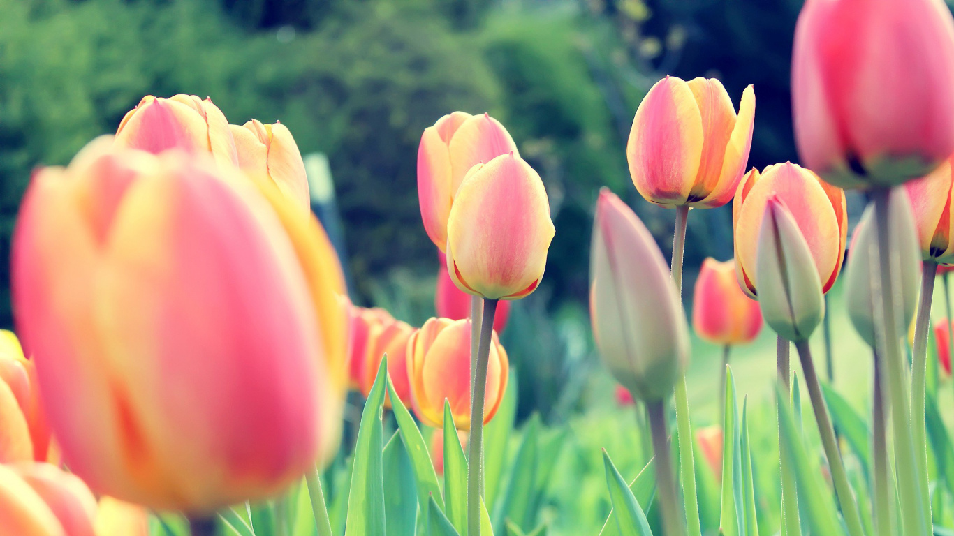 Обои тюльпаны, цветок, цветковое растение, лепесток, растение в разрешении 1366x768