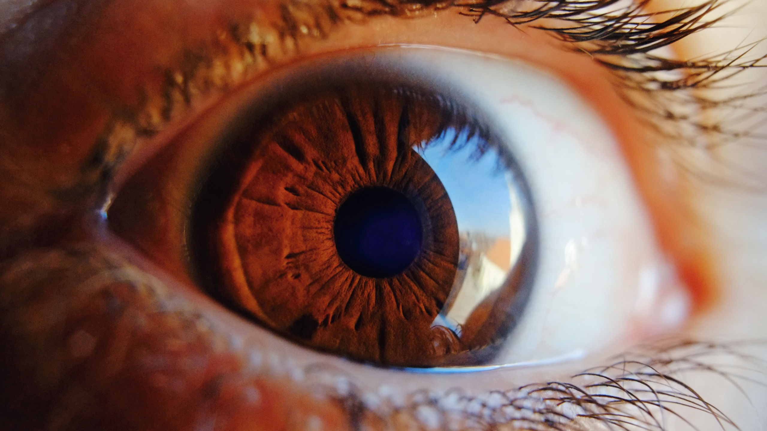 Обои радужная оболочка, глаз, синий, ресничка, орган в разрешении 2560x1440